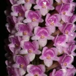 5-2015 Arpophyllum spicatum small