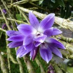 P1010865NH