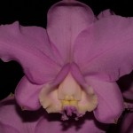 Cattleya loddigesii 