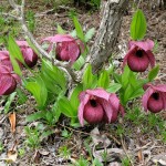 Cypripedium tibeticum.jpg-2015-1