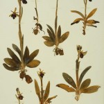 Ophrys ferrum equinum Desf subsp gottfriediana