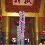 Champion Phal Ming Hsing