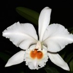 Cattleya gaskelliana var alba 09-2015