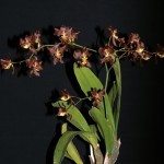 Oncidium crispum von Dora Gerhard