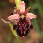 Ophrys spruneri 