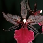 01-2016 Colmanara Massai