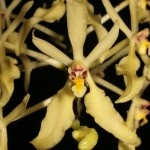 03-2016 Renanthera citrina