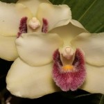04-2016 Bifrenaria harrisonniae small