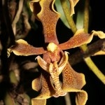 Paraphalaenopsis (1) small