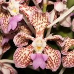 06-2016 Vanda tricolor var suavis small