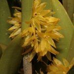 2016-09 Octomeria oxychela small