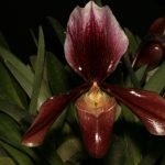 10-2016-paphiopedilum-king-arthur-small