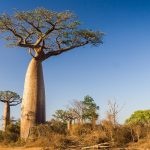 baobab-madagaskar_12826667