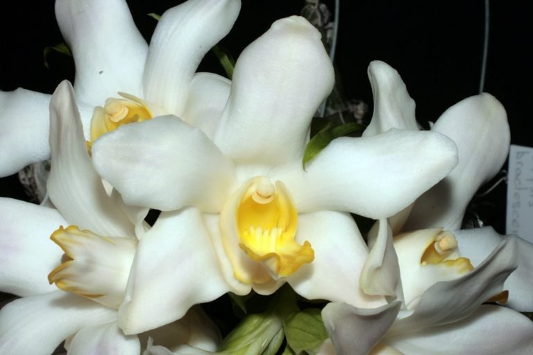 0402 Chysis bractescens small Orchideenverein Bern