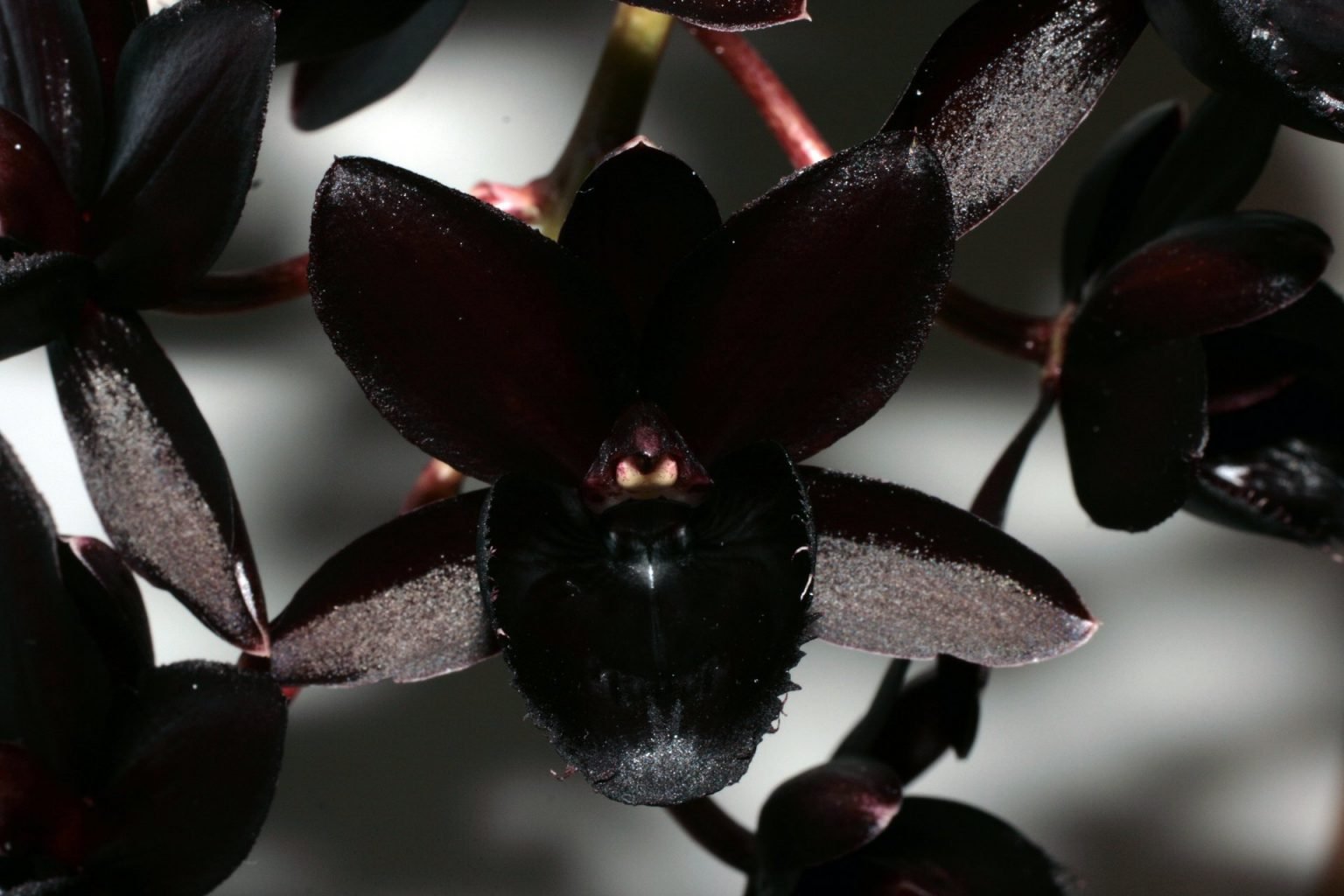 012020 Fredclarkeara After Dark Orchideenverein Bern