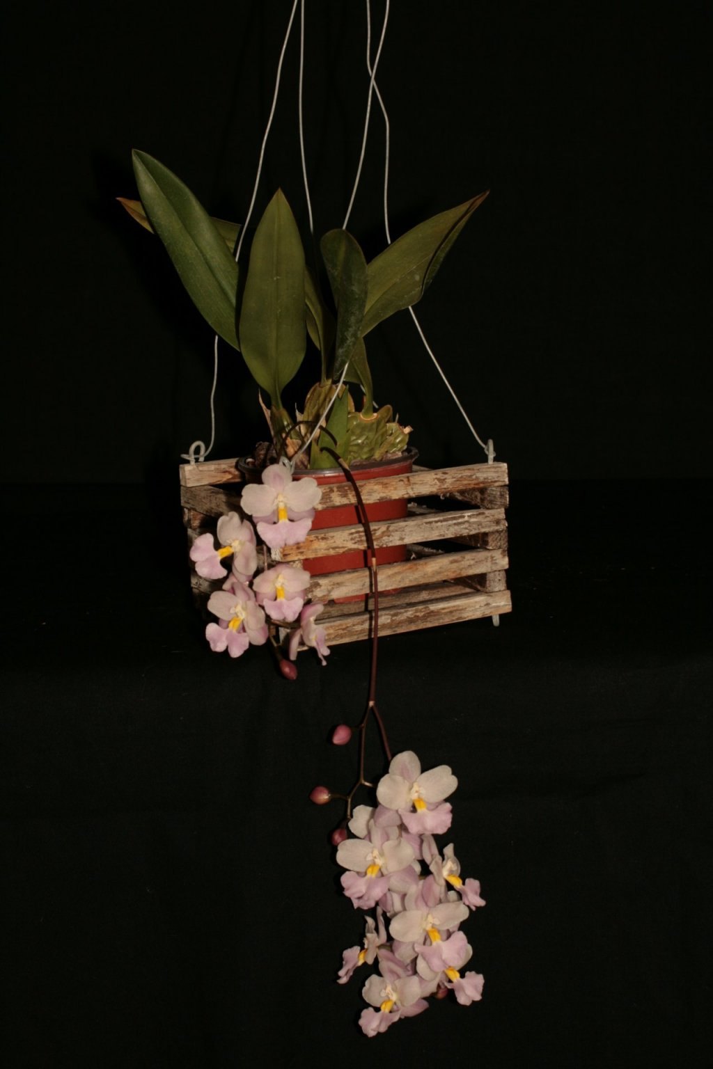 062021 Cuitlauzina pendula von Dora Gerhard Orchideenverein Bern
